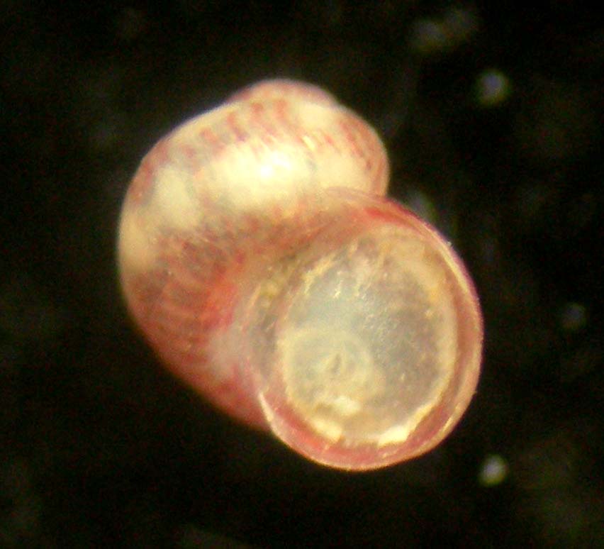 Tricolia deschampsii - 2 -